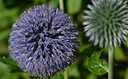 PREHRIATIE GUĽOVITÉ ECHINOPS SPHEROCEPHALUS 20 NAŠE Druh rastliny Iný