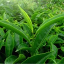 Herbata zielona sencha BLUE GARDEN bławatek 50g