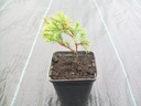 МОЖЖЕВЕЛЬНИК КИТАЙСКИЙ STRICTA JUNIPERUS Саженцы P9