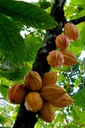 Kakaové maslo nerafinovaný potravinársky kakaový olej 200g Kolumbia I-Organic Produkt Neobsahuje alkohol hliník amoniak farbivá mydlo parabény parafíny PEG silikóny zložky živočíšneho pôvodu aromatické látky