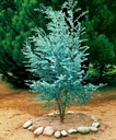 Modrý Eukalyptus vo vašej záhrade odpudzuje mušky a komáre semená EAN (GTIN) 5905316568570