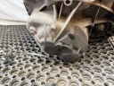 КОРОБКА ПЕРЕДАЧ МЕХАНІКА / МЕХАНІЧНА МІНІ COOPER F55 F56 1.5T B38 GS6-58BG 7638371 BFO  (18894189206) фото min 9