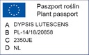 Areka Dypsis Lutescens - УВЛАЖНИТЕЛЬ ВОЗДУХА ДЛЯ ЖИЗНИ - Эготическая пальма дома