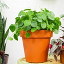 Pilea peperomioides - roślina PIENIĄŻEK rozmiar S, idealna do domu