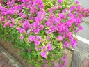 Бугенвиллия фиолетовая с цветками PA 35-55см P14