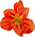 АМАРИЛЛИС ОРАНЖЕВЫЙ ПРОДУКТ ГОЛОВКА ИСКУССТВЕННЫЕ ЦВЕТЫ