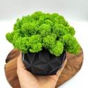 Вазон с мхом хроботек CHROBOTEK MOSS в черном горшке, 3D принт №2