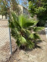 Exotické semená Palmy Washingtonia robusta Palma Washingtonia odolná Cyklus vývoja rastlín viacročné