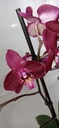 ФАЛЕНОПСИС орхидея 3