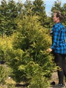 Tuja thuja Brabant żywopłot 1 gat do 180cm gęsty Wysokość sadzonki 160-180 cm