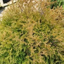 ТУЯ РЕЙНГОЛД ТУЯ DWARF THUJA GOLDEN P9