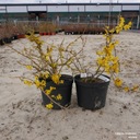 Forsycja zielona Weber's Bronx Kolor kwiatów żółty