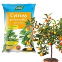 Podłoże Ziemia do Cytrusów SERAMIS 4 L WESTLAND