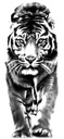 Временная татуировка с когтями тигра-декали 251