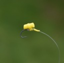 Природні Undercarp Гранули