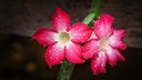 ADENIUM OBESUM XL DESERT ROSE БОЛЬШОЙ ПЛОТНЫЙ саженец 35-50 СМ