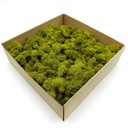 Финский мох 500г NET Лайм