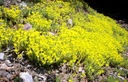 SEDUM ACRE SEDUM ACRE ПОсев P9 ROCKEY