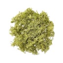 СВЕТЛО-ЗЕЛЕНЫЙ МОХ 30Г