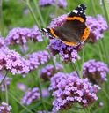 VERBENA PATAGONSKÁ - ARGENTINSKÁ (VERBENA BONARIENSIS) SEMENÁ 100 ks Latinský názov verbena bonariensis