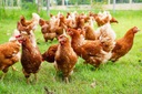 FARMER Chicken Feed DJ Farm курица-несушка измельченная 25кг