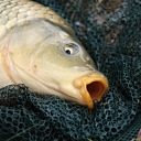 Коси Свінгери 300M 0,41Mm 11,6Kg