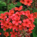 Phlox chocholatý 'Early Red' kvetináč P11 Druh rastliny Iný