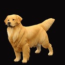 Figurka zabawkowa psa Golden Retriever Kod producenta fygdcuj128