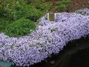 FLOKS SZYDLASTY EMERALD CUSHION BLUE SADZONKA P9 Kolor kwiatów niebieski