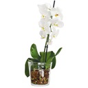 СТЕКЛЯННАЯ ПОКРЫТИЕ ДЛЯ ОРХИДЕИ Бесцветное H 13,5 см