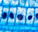 Микроскоп Delta Optical Genetic Bino
