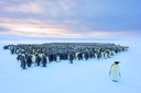 Пингвин: история выживания