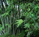 ŽELEZNÝ BAMBUS (DENDROCALAMUS STRICTUS) 5 SEMIEN Odroda Bambus żelazny (Dendrocalamus strictus)