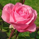 Розовая крупноцветковая роза