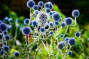 PREHRIATIE GUĽOVITÉ ECHINOPS SPHEROCEPHALUS 20 NAŠE Odroda Przegorzan kulisty (Echinops spherocephalus)