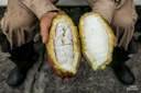 100% Miazga Kakaowa CasaLuker, 1 kg, Kolumbia Zawartość  kakao 100%