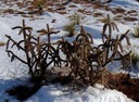 KAKTUS MRAZUVZDORNÝ CYLINDROPUNTIA IMBRICATA 3NASI Štýl japonská záhrada moderná záhrada skalka stredomorská záhrada vidiecka záhrada