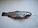 Hak haczyk haki do wędzenia ryb POTRÓJNE ZUT TOGO Waga produktu z opakowaniem jednostkowym 0.34 kg