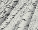 Vinylová tapeta na vlies umývateľná čierno biela brezový les 3D efekt Šírka produktu 53 cm