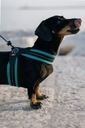 Шлейка для маленькой собаки Мальтийская болонка 34-44см TRE PONTI Mint ДЫШАЩАЯ