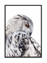 КАРТИНА, ПОСТЕР В РАМКЕ 73х53 см Сова П507
