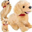 СОБАКА Взаимодействие. ФИГО РЕАГИРУЕТ НА КОМАНДЫ Лабрадор