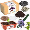 AJÁNDÉK ANYÁK NAPJÁRA SZERENCSEFA BONSAI AJÁNDÉK ANYÁK NAPJÁRA