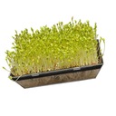 ПРОРАЩИВАНИЕ В МАЛЕНЬКОЙ ТРУБКЕ + семена на рассаду