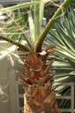 Exotické semená Palmy Washingtonia robusta Palma Washingtonia odolná Stav balenia originálne