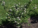 Čučoriedka americká vysoká ELLIOTT 3-ročná Rastlinná forma sadenice v nádobe s objemom 1 – 2 l