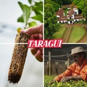 Yerba Mate TARAGUI Energia 1kg mega pobudzenie Kod producenta taragui-1000g