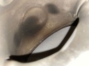 2022 CUPRA FORMENTOR KATALIZATOR/DPF 3Q0131701Mphoto 6