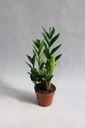 ЗАМИОКУЛКАС (ZAMIOCULCAS) ОЧЕНЬ КРАСИВЫЙ