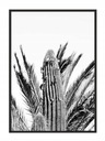 КАРТИНА-ПОСТЕР В РАМКЕ 43х33 см Кактусы P686